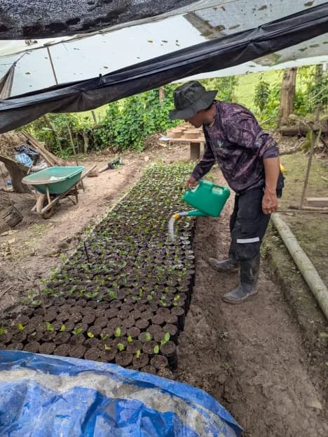 Person watering seedlings in a nursery
