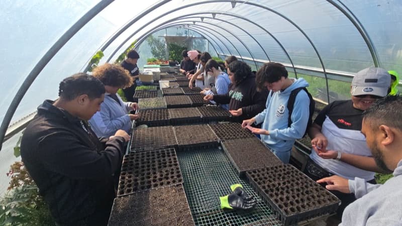 People working inside a plant nursery greenhouse