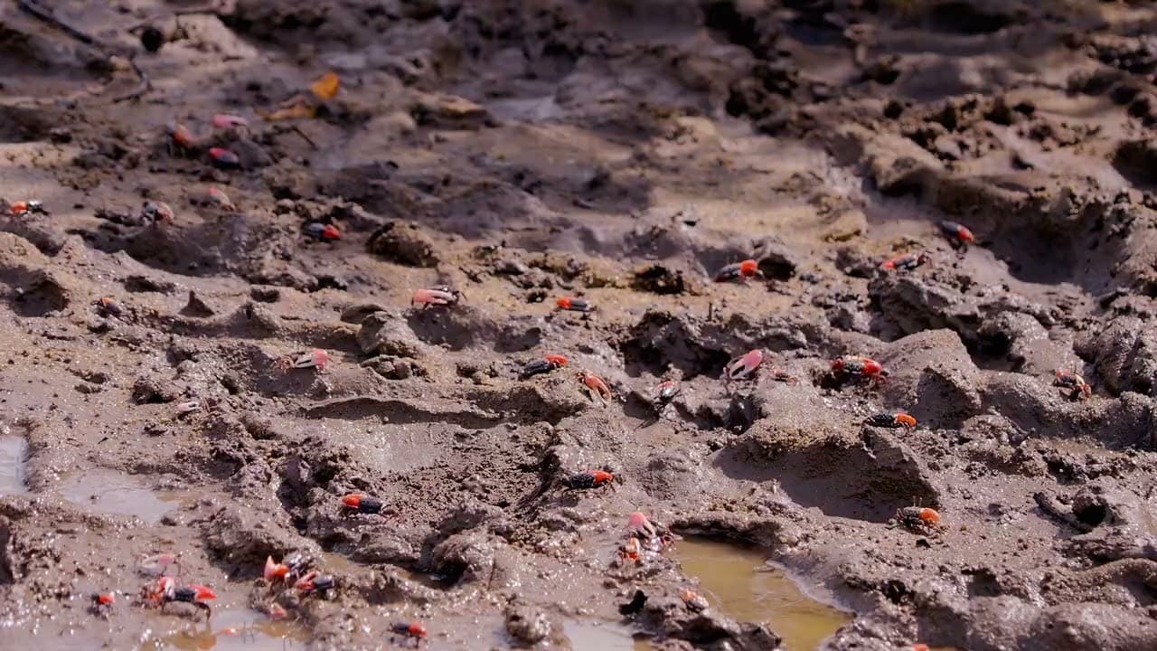 Project video