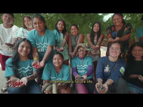 Indigenous agroforestry in Alto Solimões, Amazonas